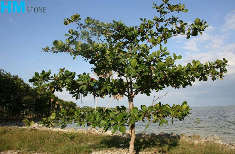 nhung cay khong nen trong o mo 1 Cây bàng